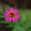 Pink Flower_page im