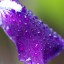 Purple 5_page image