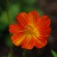 Red and yellow Flower_page image