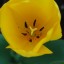 Yello Flower Orange Center_2b_page image