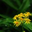 Yellow Flowers on Gree_page image